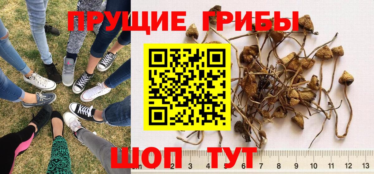 где купить   Морозовск  Псилоцибиновые грибы мицелий 